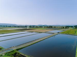 白川中流域水田湛水の様子