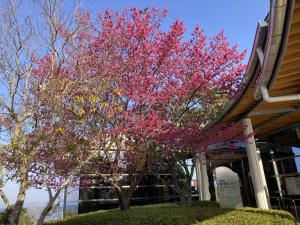 環境センター寒桜